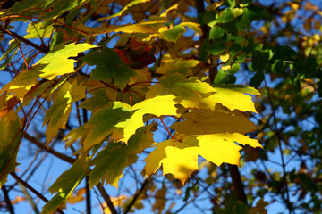 Autumn leaves on the tree