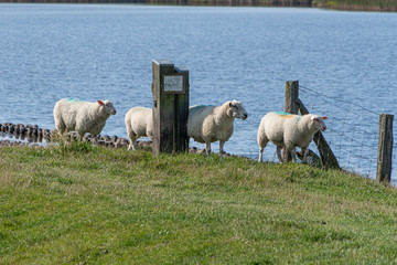 Schafe weiden am Meer