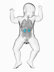 3d rendered medically accurate illustration of a babys kidneys
