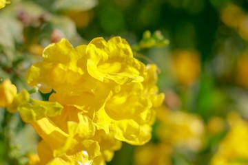 Fototapeta premium yellow autumn flower leaves