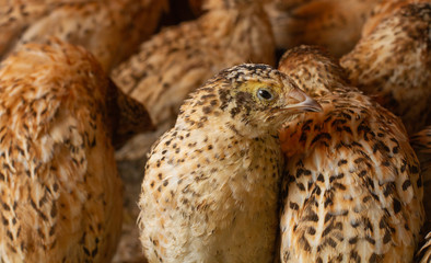 young quail fattening in cages on a quail farm.