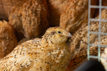young quail fattening in cages on a quail farm.