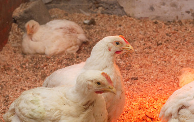 Indoor chicken farm, chicken feeding, broiler chicken feeding.