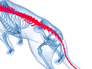 Obraz na płótnie Canvas 3d rendered medically accurate illustration of a dog spine