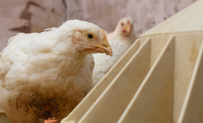 Indoor chicken farm, chicken feeding, broiler chicken feeding.