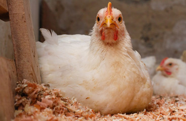 Indoor chicken farm, chicken feeding, broiler chicken feeding.