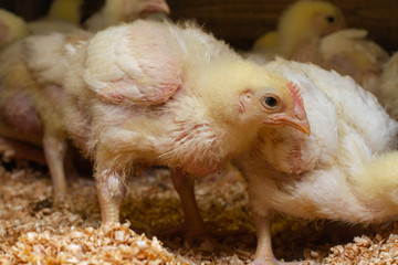 Indoor chicken farm, chicken feeding, broiler chicken feeding.