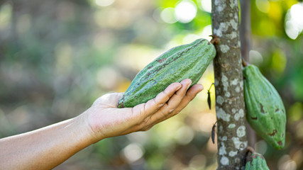 Hand holding Cocoa  In the garden, Cocoa is an economic crop. Useful can be processed. Drinks, condiments, cosmetics It is a plant that is grown around the world.