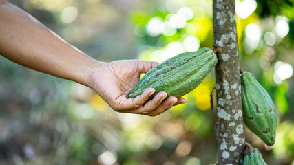 Hand holding Cocoa  In the garden, Cocoa is an economic crop. Useful can be processed. Drinks, condiments, cosmetics It is a plant that is grown around the world.