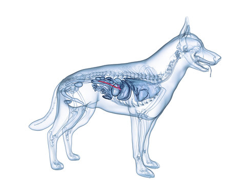 3d rendered medically accurate illustration of the dogs pancreas