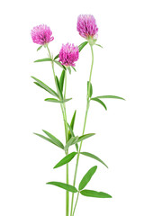 Clover or trefoil flower medicinal herbs isolated on white background