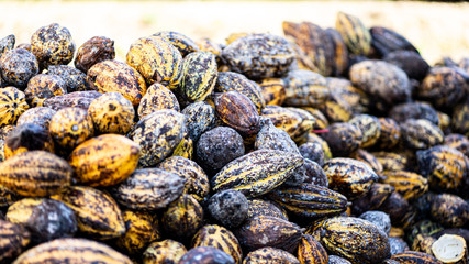 A lot of Cocoa fruit ripe, Ready to translate into agricultural products.