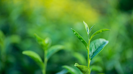 Tea leaves Fresh green In tea plantations in northern Thailand.