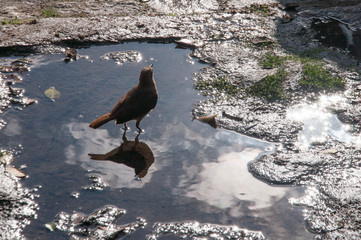 little bird in puddle of water