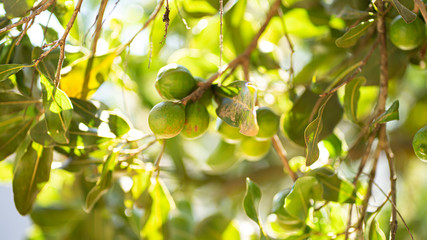 Fototapeta premium Macadamia tree and its fruit In the garden