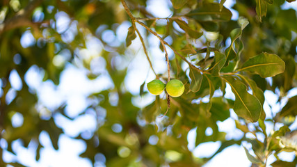 Macadamia tree and its fruit  In the garden