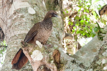 Aracuã in on the branch