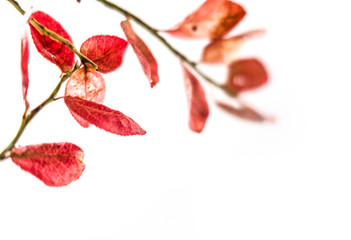 Branch of red leaves on white background with copy space for text