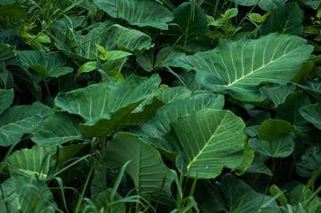 Background of taioba leaves