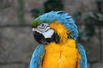 The multi-colored head of a macaw parrot closeup.
