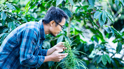 The tree holds marijuana and smells the concept. Farmers check the quality of marijuana leaves.