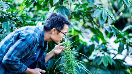 The tree holds marijuana and smells the concept. Farmers check the quality of marijuana leaves.