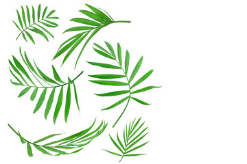 Green leaves of palm tree isolated on white background with copy space for your text. Clipping path