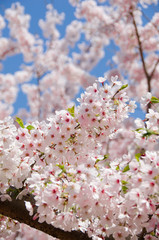 満開の桜