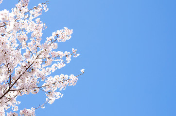 満開の桜