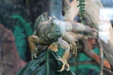 Iguana is sitting on a tree branch.