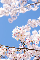満開の桜