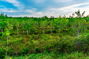 Fototapeta na wymiar Plantation latex rubber or para rubber tree or tree rubber southern Thailand