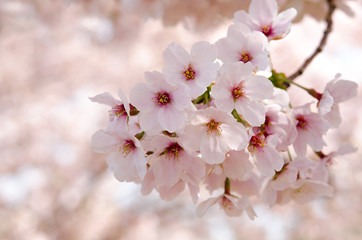 満開の桜