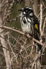 New Holland Honey Eater, curious australian native bird in natural setting.
