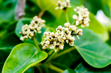 ハスノハギリの花