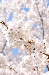 満開の桜