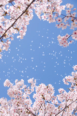 桜吹雪