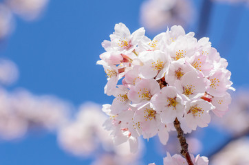 満開の桜