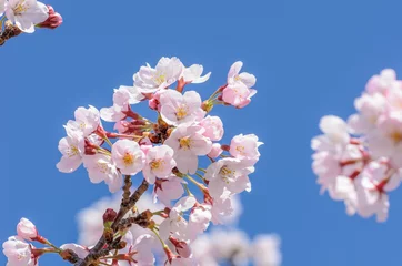 Tuinposter 満開の桜 © aki