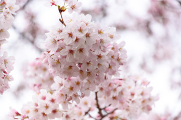 満開の桜