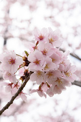 満開の桜