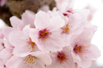 満開の桜