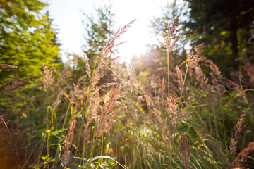 Fototapeta premium Wald, Sonne, Natur, Sommer, Bäume, Gras