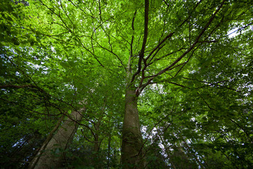 Wald, Sonne, Natur, Sommer, Bäume