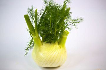 Fennel on white background