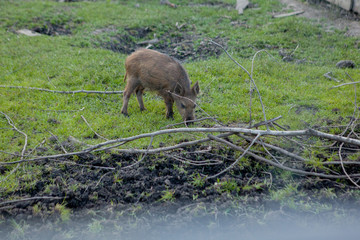 Family Group of Wart Hogs Grazing Eating Grass Food Together.