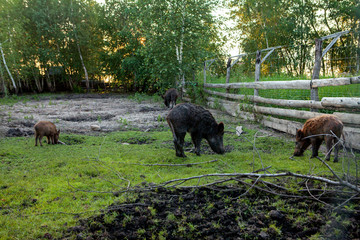 Family Group of Wart Hogs Grazing Eating Grass Food Together.