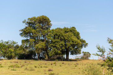 Landscapes and the singularities of the South American Pampas