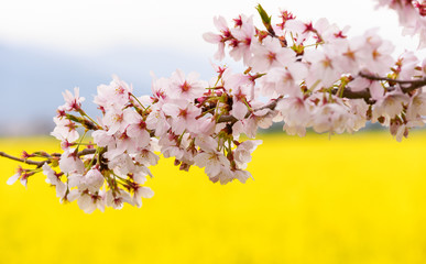 菜の花と桜