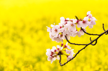 菜の花と桜